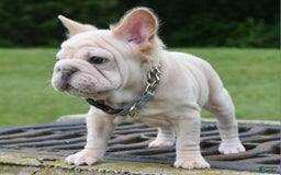 French Bulldog dogs for sale: Rayna Big Rope Velvet Fluffy - Image 11
