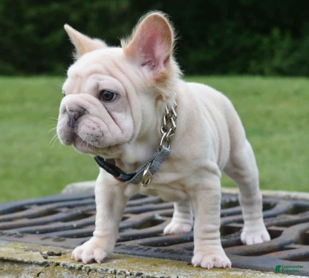 French Bulldog dogs for sale: Rayna Big Rope Velvet Fluffy - Image 11