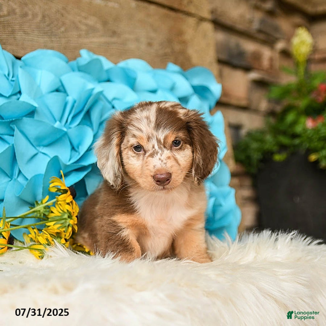 Miniature Dachshund dogs for sale: Twinkie - Image 4