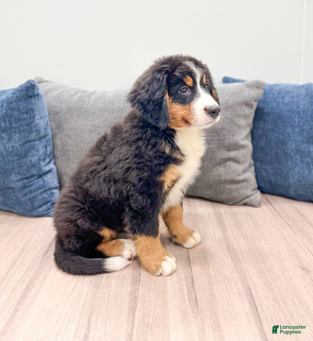 Bernese Mountain Dog dogs for sale: Raven - Image 6