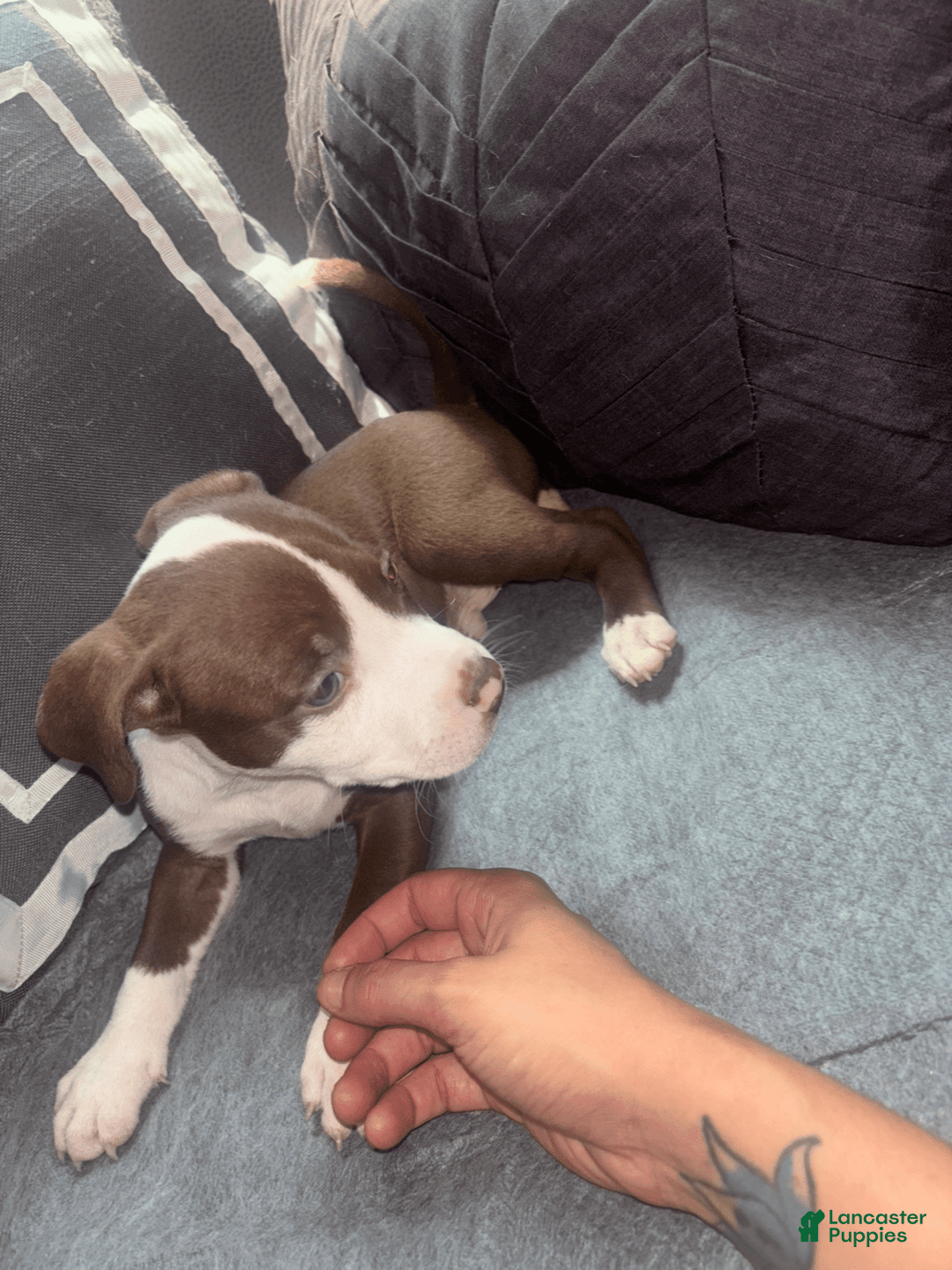 American Bully dogs for sale: Doppel - Image 4
