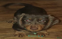 Dachshund dogs for sale: Rockin Robin - Image 5