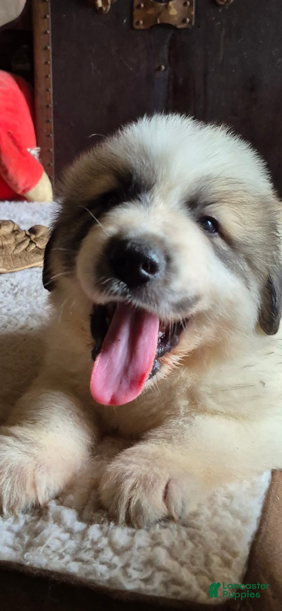 Great Pyrenees dogs for sale: Green - Image 5