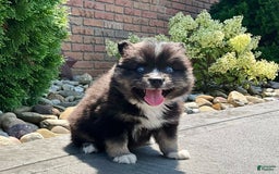 Pomsky dogs for sale: Crystal - Image 4