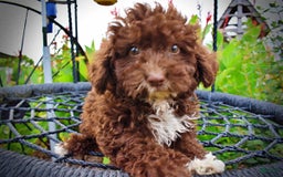 Havapoo dogs for sale: Bliss - Image 15