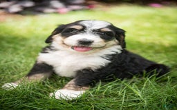 Bernedoodle dogs for sale: Rebel - Image 7