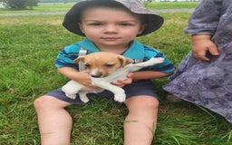 Jack Russell Terrier dogs for sale: Jackson - Image 2