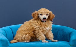 Standard Poodle dogs for sale: Rachel - Image 2