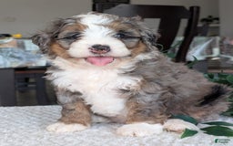 Mini Bernedoodle dogs for sale: Allie - Image 3
