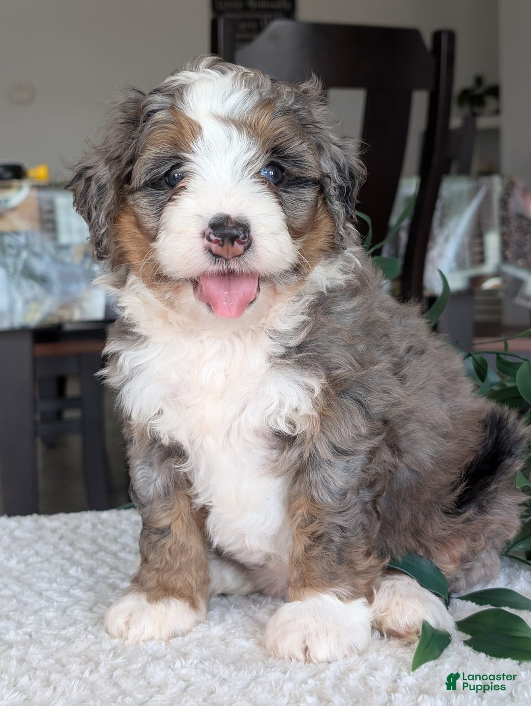 Mini Bernedoodle dogs for sale: Allie - Image 3