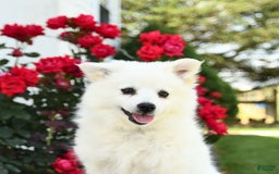 American Eskimo dogs for sale: Mango - Image 2