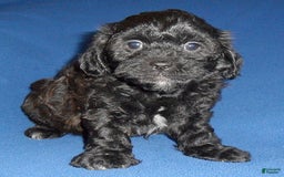 Shihpoo dogs for sale: Shih-Poo 4 puppies - Image 7