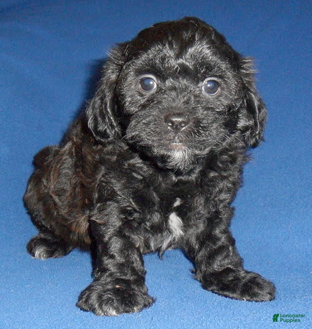 Shihpoo dogs for sale: Shih-Poo 4 puppies - Image 7