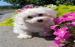 Coton De Tulear dogs for sale: Chloe - Image 3
