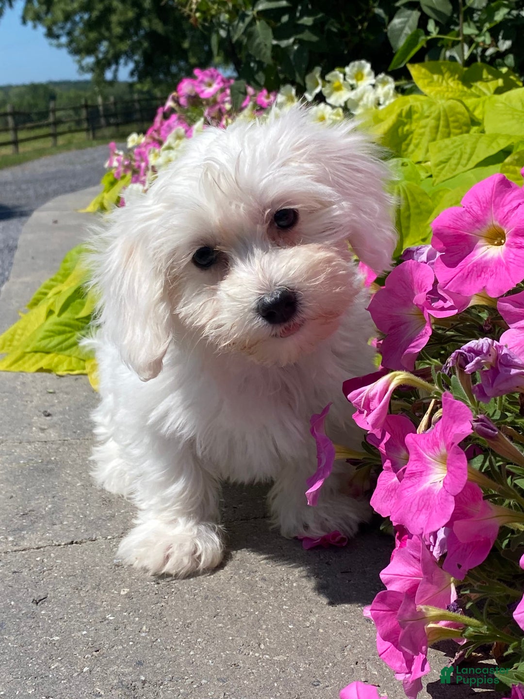 Coton De Tulear dogs for sale: Chloe - Image 3