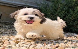 Teddy Bear dogs for sale: Whipped Cream - Image 12