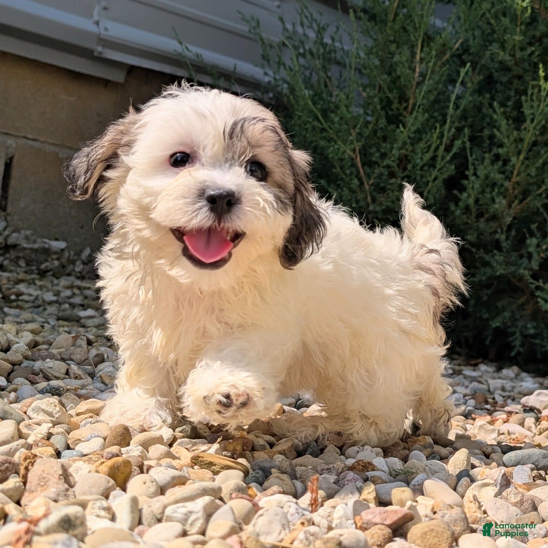 Teddy Bear dogs for sale: Whipped Cream - Image 12