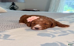 Goldendoodle dogs for sale: Caroline - Image 1