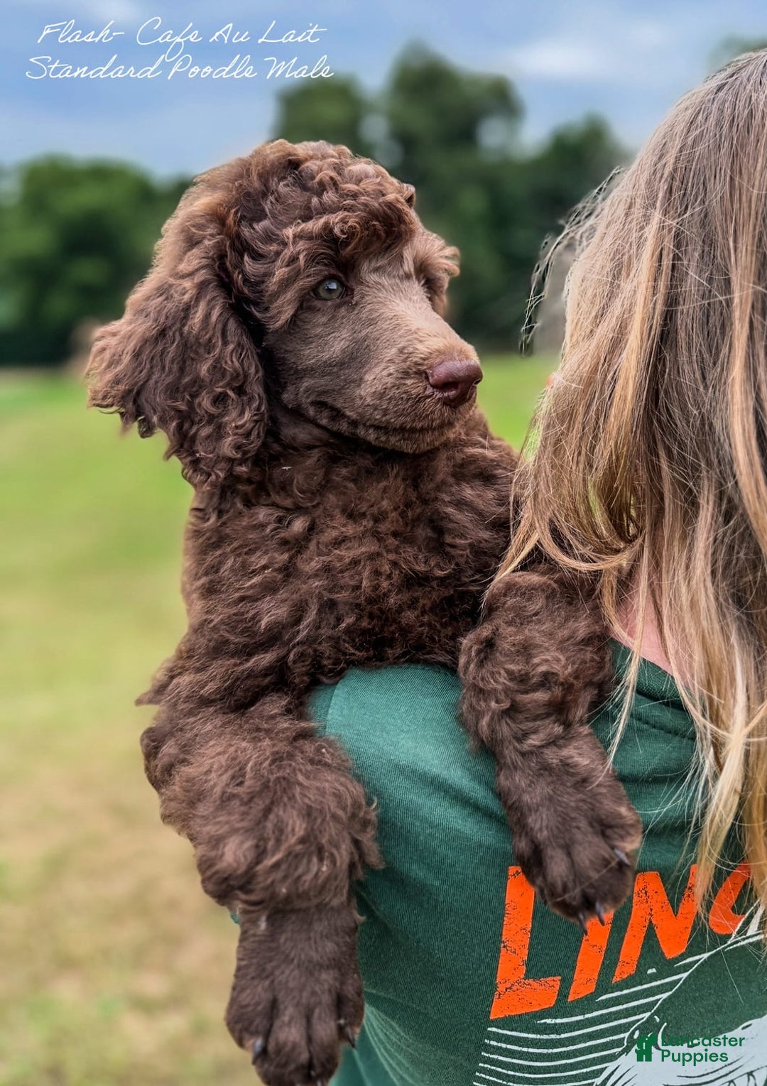 Standard Poodle dogs for sale: Flash Cafe Au Lait - Image 3