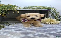 West Highland Terrier dogs for sale: Jordan - Image 5