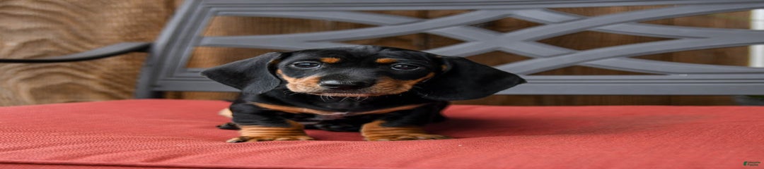 Barkley