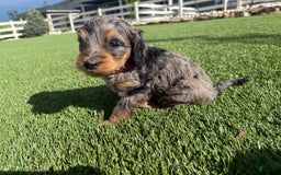 Bernedoodle dogs for sale: 3 - Image 3