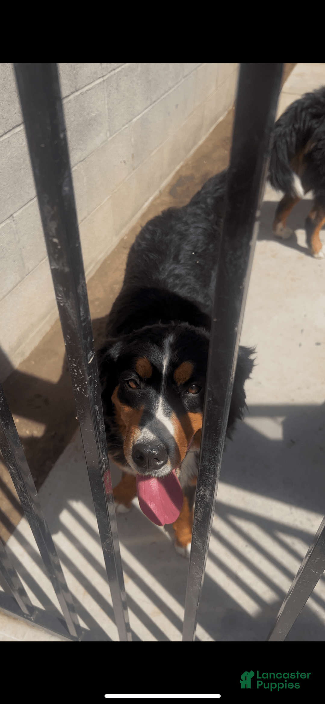Bernese Mountain Dog dogs for sale: Heaven - Image 5