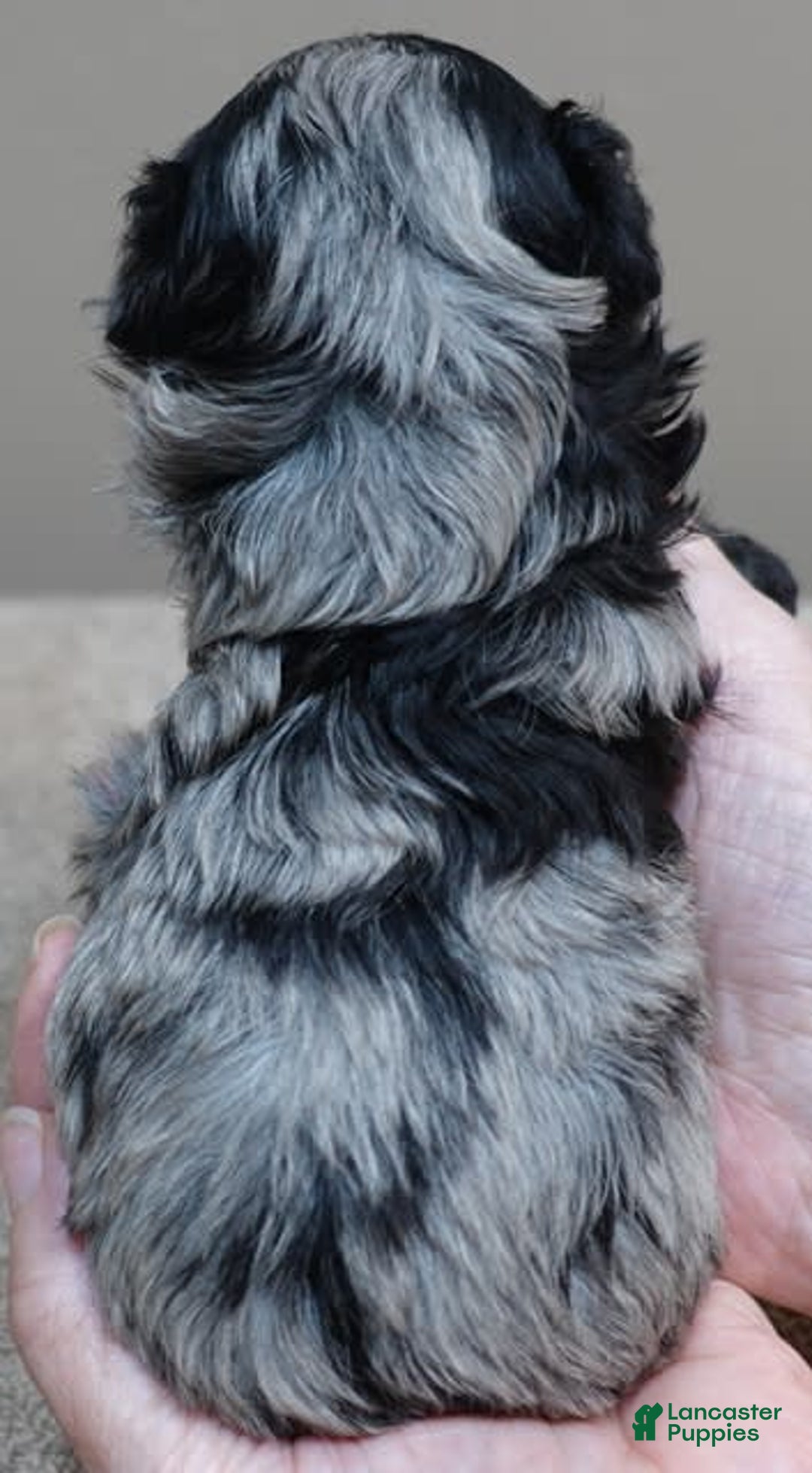 Maltipoo dogs for sale: Rare merle boy - Image 2