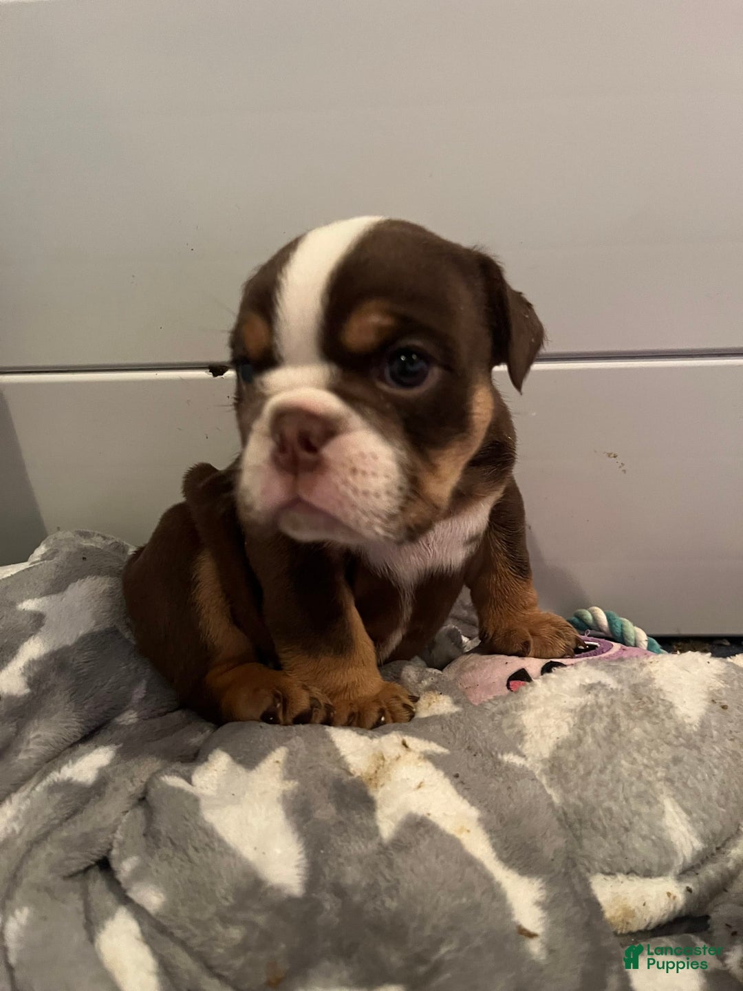 English Bulldog dogs for sale: Chocolate - Image 1