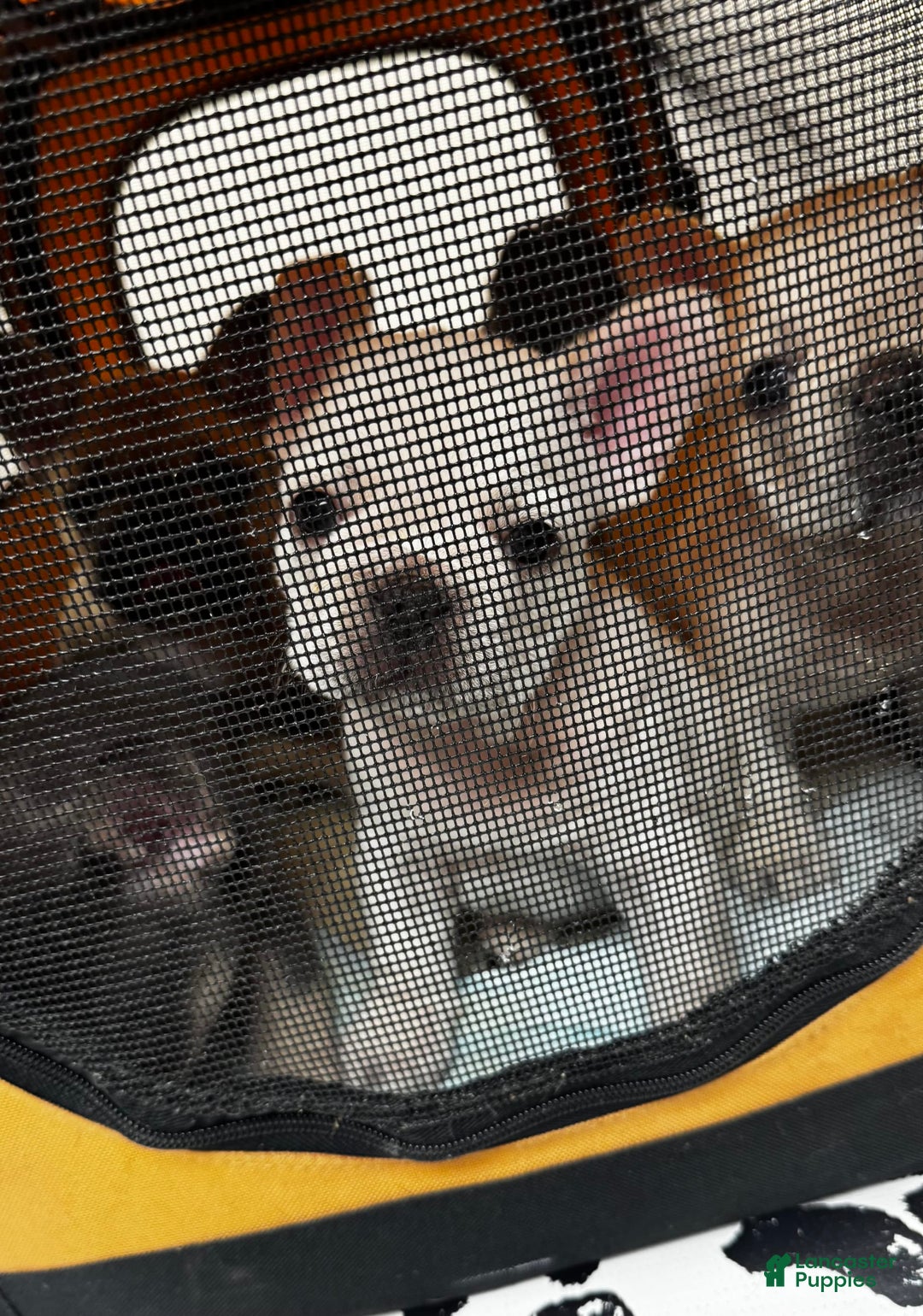 French Bulldog dogs for sale: Maggies Boys - Image 4