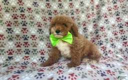 Cockapoo dogs for sale: Ridge - Image 6