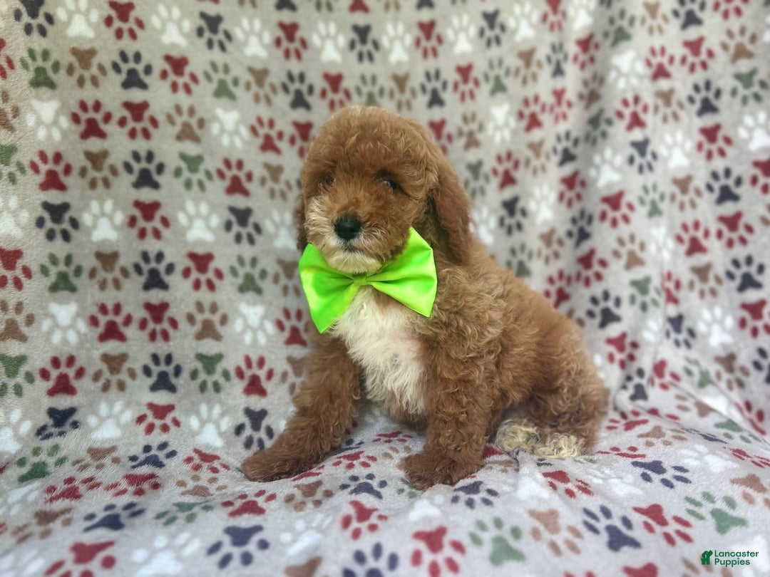 Cockapoo dogs for sale: Ridge - Image 6