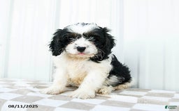Cavapoo dogs for sale: Kentucky - Image 2
