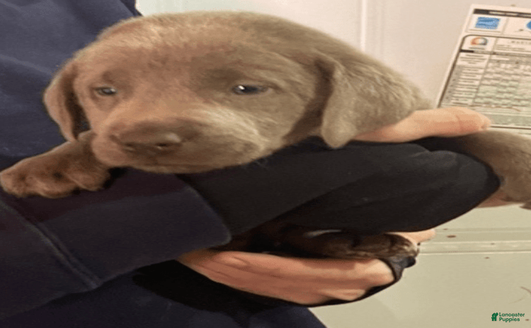 Labrador Retriever dogs for sale - Ad 4