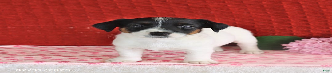 Rascal