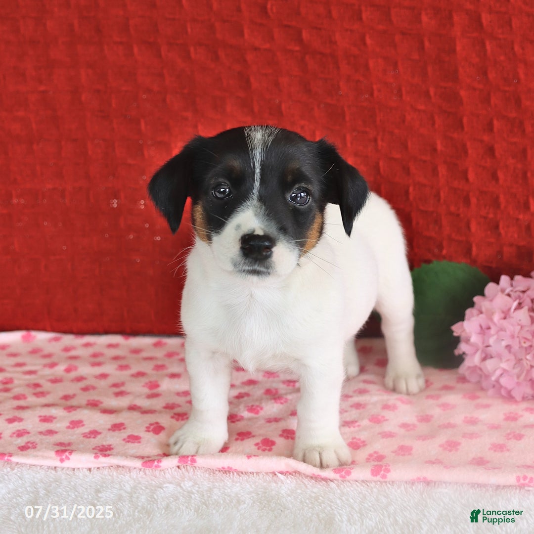 Jack Russell Terrier dogs for sale: Rascal - Image 3