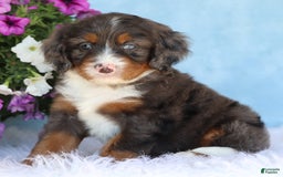 Mini Bernedoodle dogs for sale: Donald - Image 2