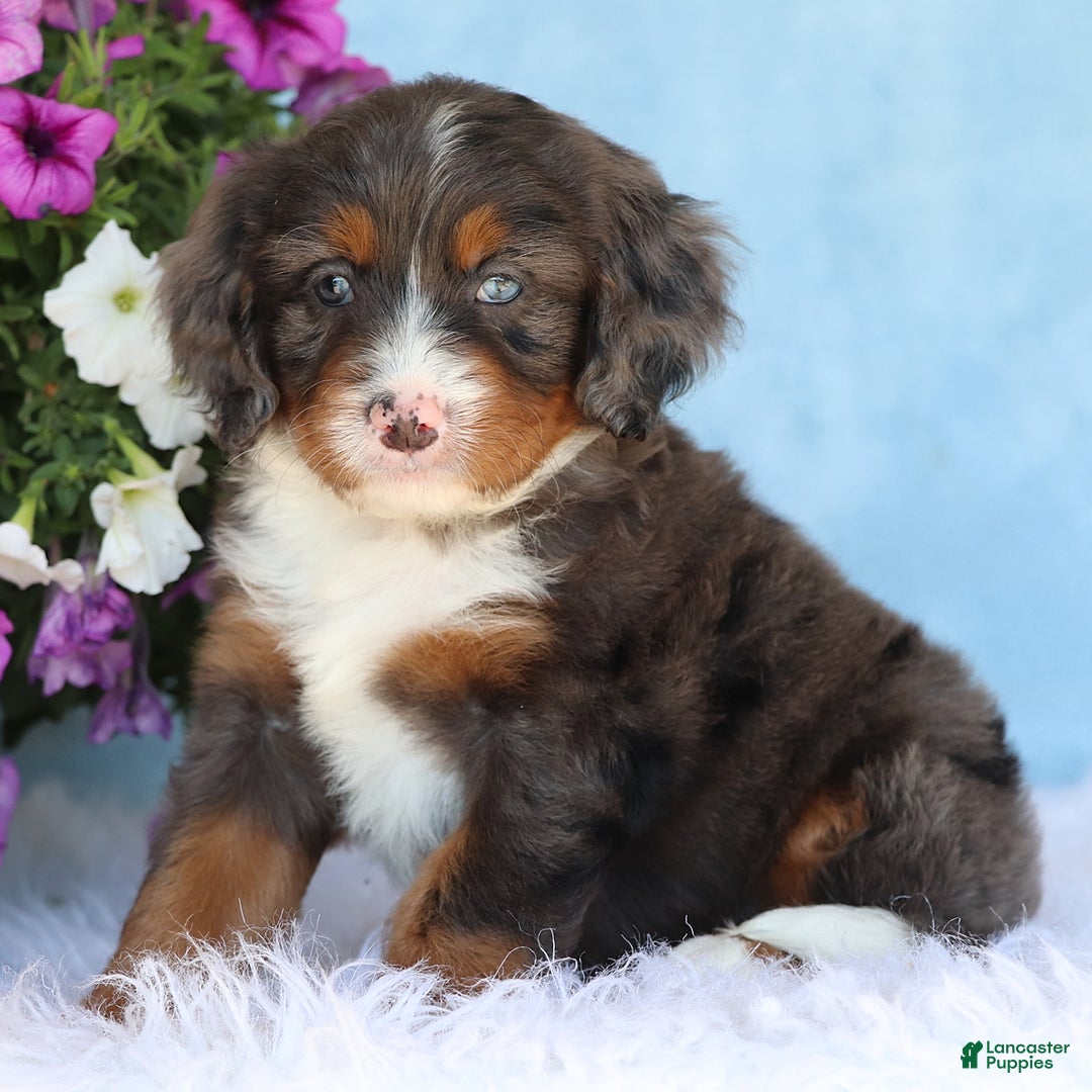 Mini Bernedoodle dogs for sale: Donald - Image 2