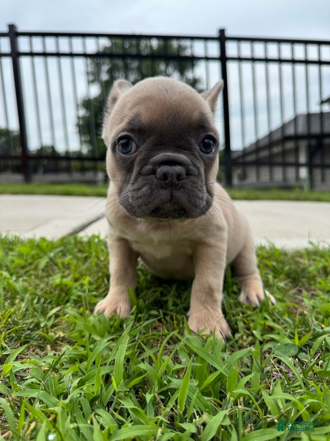 French Bulldog dogs for sale: Ellie - Image 2