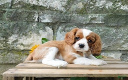 Cavalier King Charles Spaniel dogs for sale: Cavalier King Charles Spaniel 2 puppies - Image 2