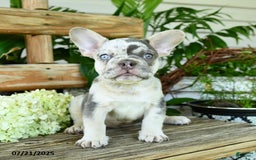 French Bulldog dogs for sale: Wiggles - Image 6