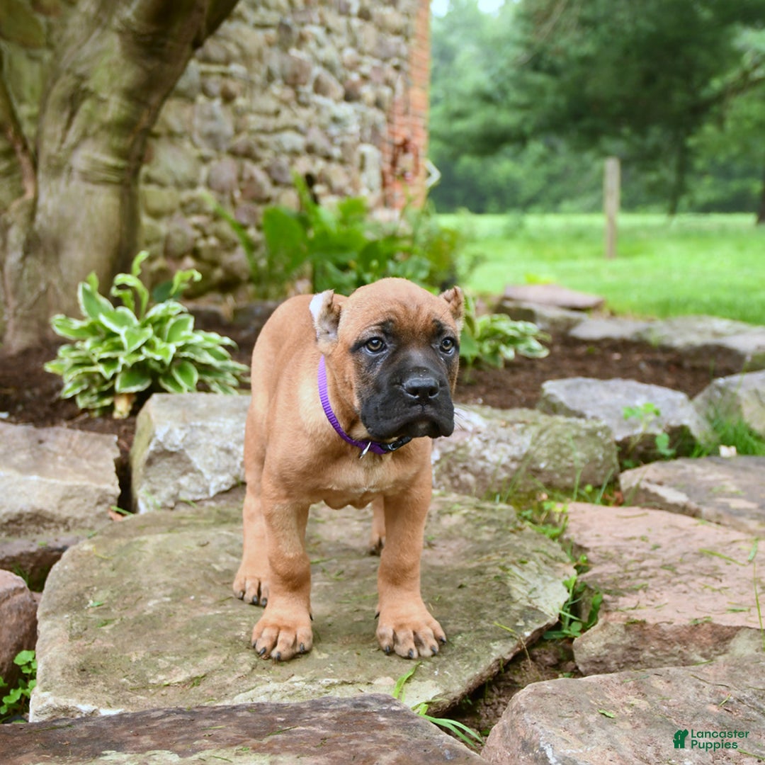 Cane Corso dogs for sale: Tova - Image 1