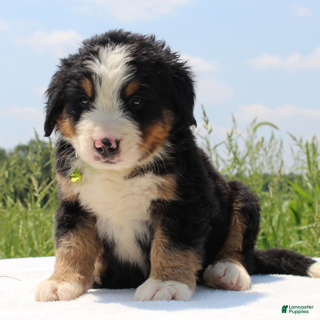 Bernese Mountain Dog dogs for sale: Winnie - Image 4