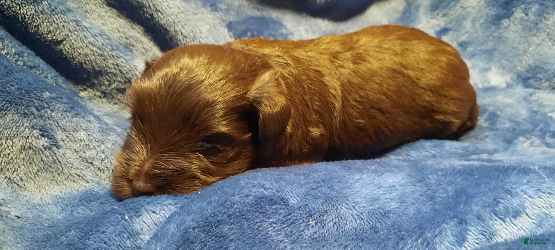 Miniature Schnauzer dogs for sale: Boy1 - Image 13