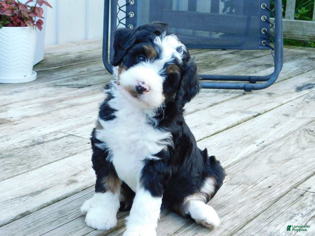 Mini Bernedoodle dogs for sale: Tommy - Image 6