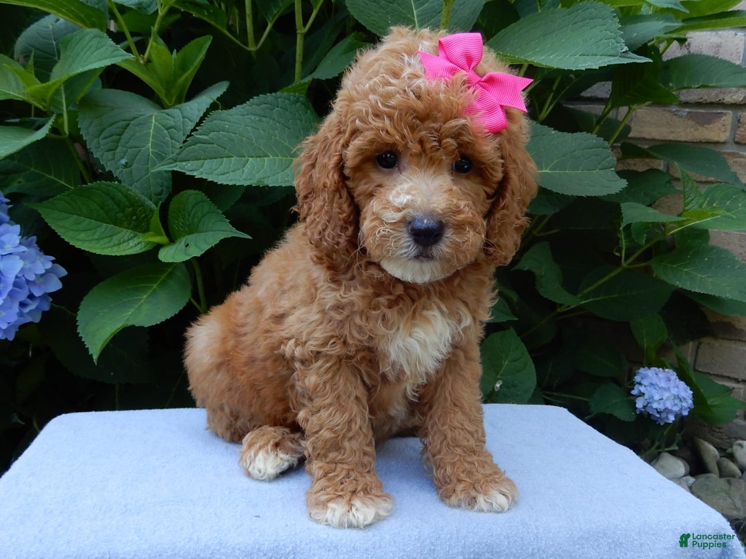 Mini Goldendoodle dogs for sale: Janice - Image 7