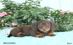 Miniature Dachshund dogs for sale: Nala - Image 4