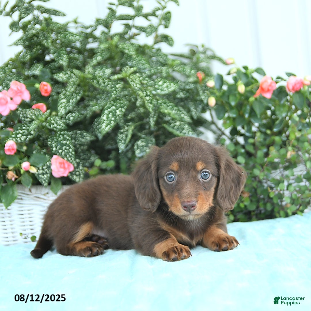 Miniature Dachshund dogs for sale: Nala - Image 4