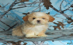 Shih Tzu dogs for sale: River - Image 3