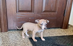 Italian Greyhound dogs for sale: Derek - Image 3